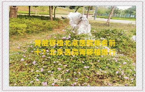 肾脏移植北京医院排名前十？北京医院肾移植排行